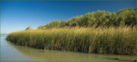 Tule Marsh